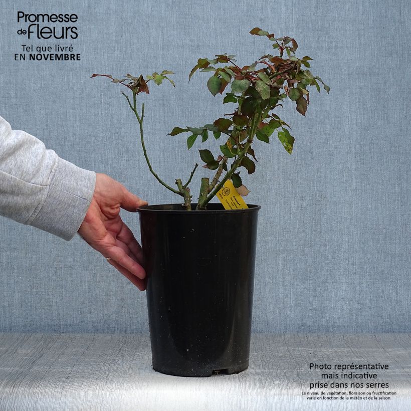 Ejemplar de Rosal Amadeus - Rosal trepador Maceta 4L/5L entregado en otoño