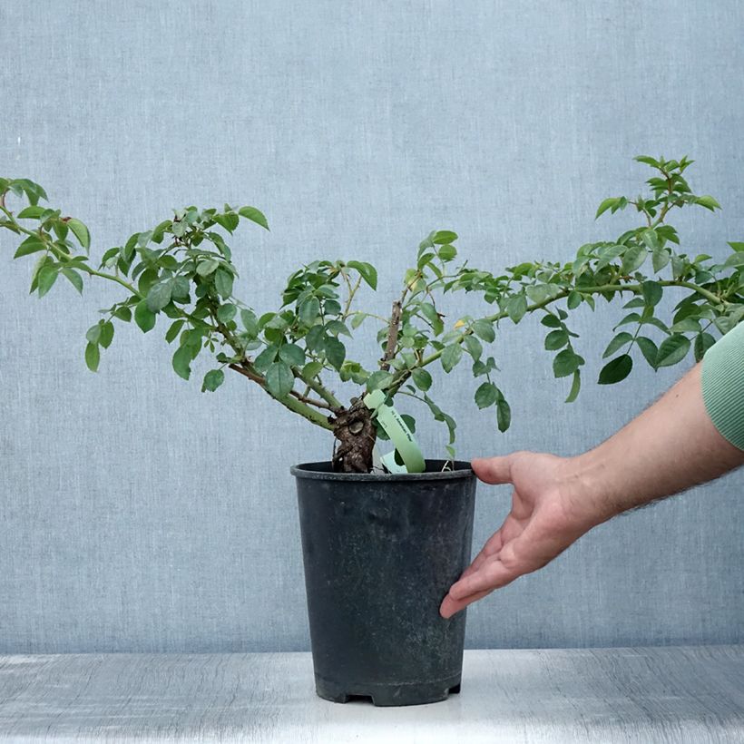 Ejemplar de Rosal American Pillar - Rosal trepador Maceta 4L/5L entregado en verano