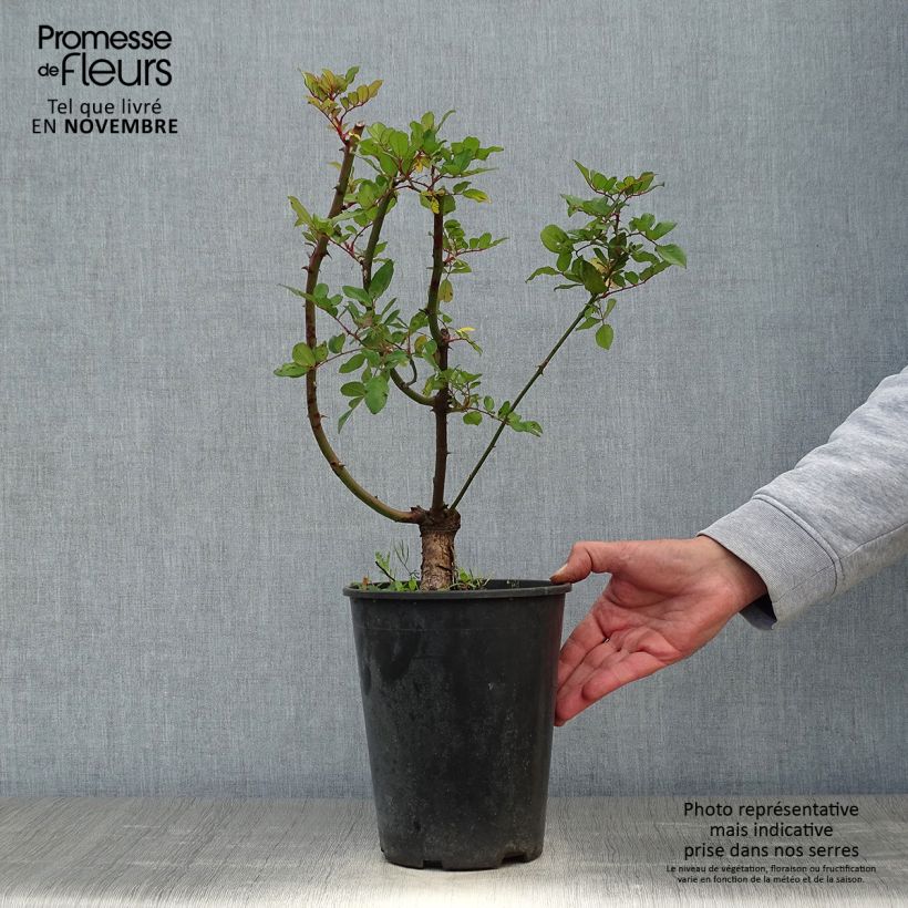 Ejemplar de Rosal anglais Little Rambler - Rosal trepador Maceta 4L/5L entregado en otoño