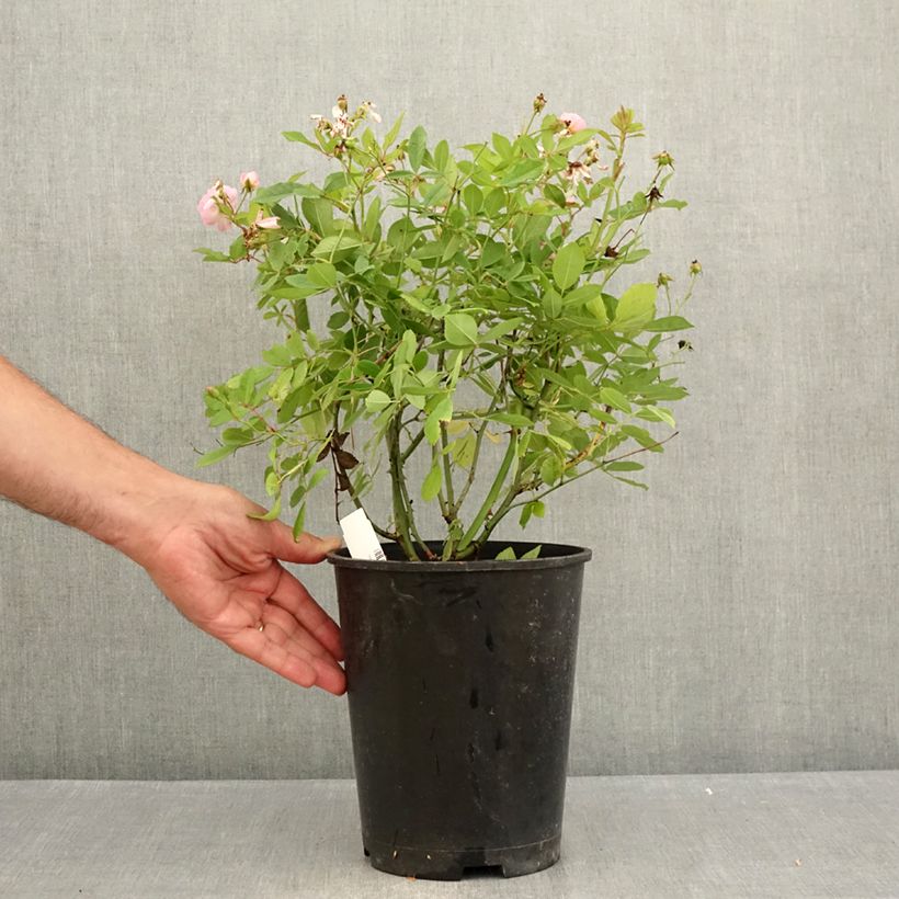 Ejemplar de Rosal anglais Little Rambler - Rosal trepador Maceta 4L/5L entregado en verano
