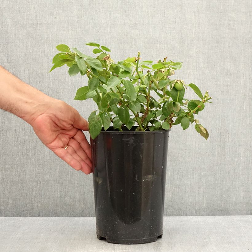 Ejemplar de Rosal Bantry Bay - Rosal trepador Maceta 4L/5L entregado en verano