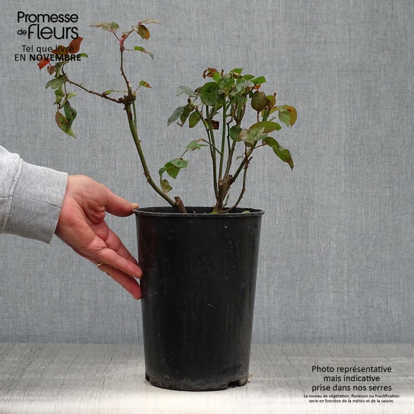 Ejemplar de Rosal Compassion - Rosal trepador Maceta 4L/5L entregado en otoño