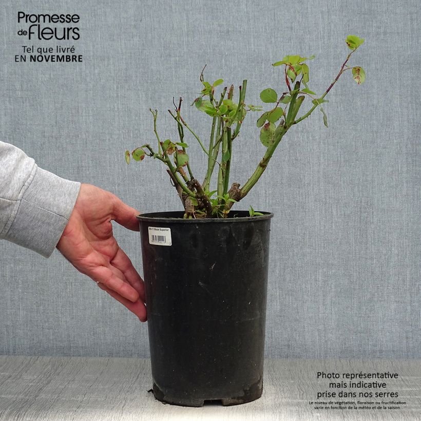 Ejemplar de Rosal Blaze Superior - Rosal trepador Maceta 4L/5L entregado en otoño