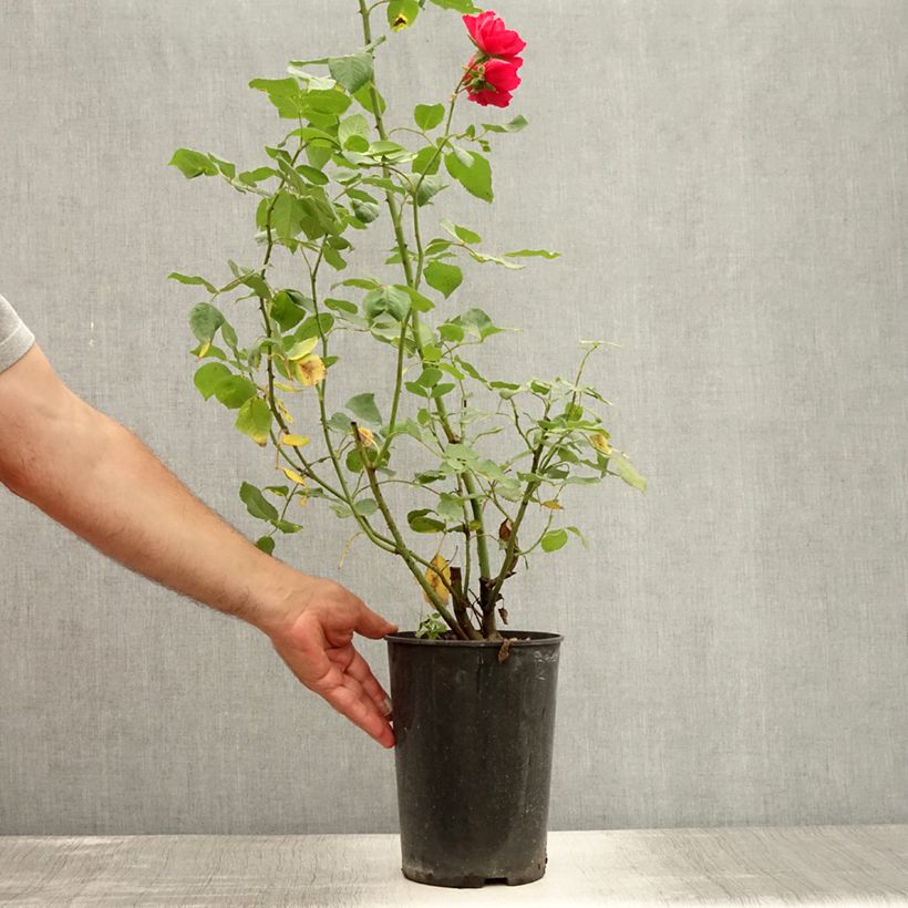 Ejemplar de Rosal Blaze Superior - Rosal trepador Maceta 4L/5L entregado en verano