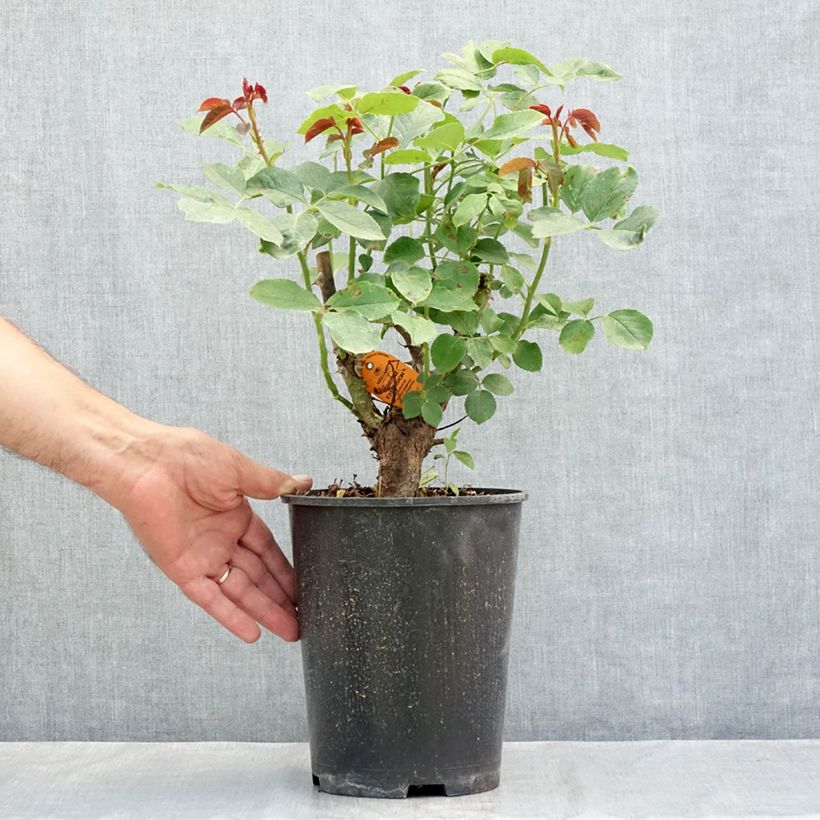 Ejemplar de Rosal Cherry Explosion - Rosal trepador Maceta 4L/5L entregado en verano