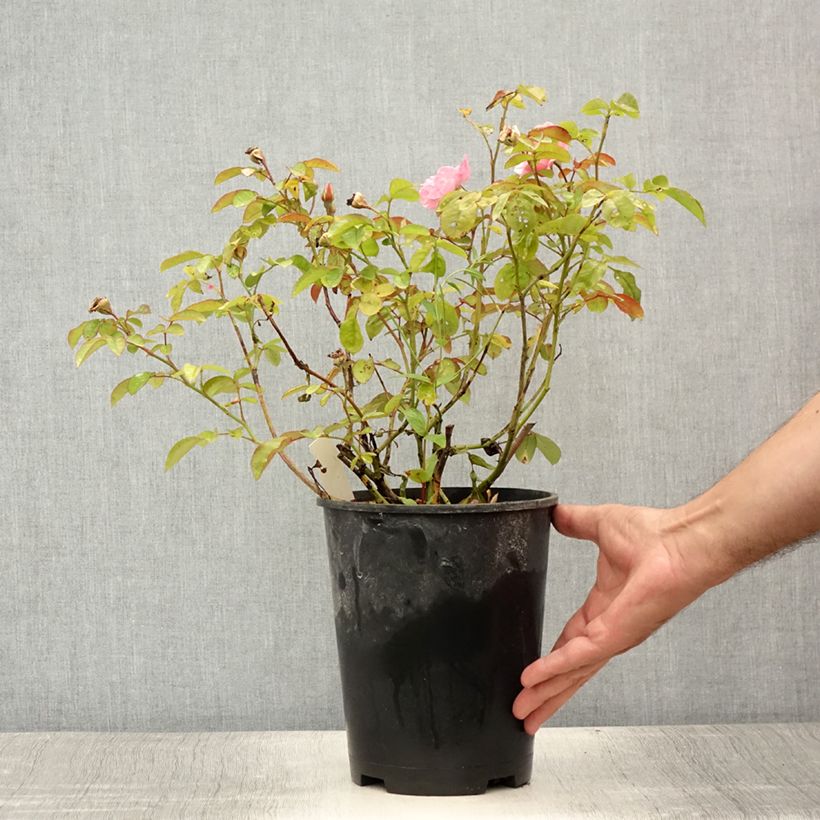 Ejemplar de Rosal Clair Matin - Rosal trepador Maceta 4L/5L entregado en verano