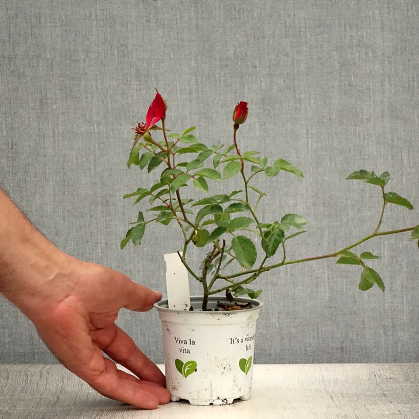 Ejemplar de Rosal Cocktail - Rosal trepador Maceta de 10 cm/11 cm entregado en verano
