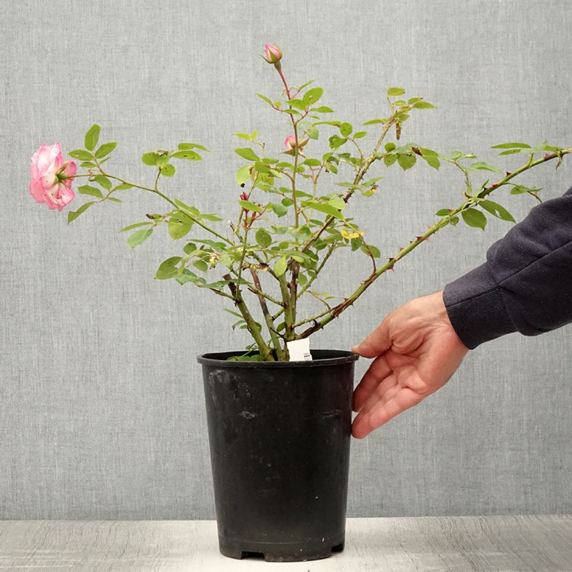 Ejemplar de Rosal Coral Dawn - Rosal trepador Maceta 4L/5L entregado en verano