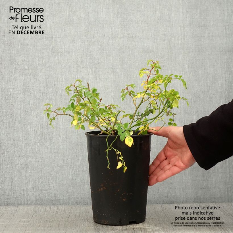 Ejemplar de Rosal Crimson Shower - Rosal trepador Maceta 3L/4L entregado en otoño