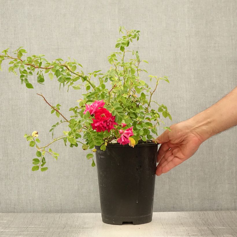 Ejemplar de Rosal Crimson Shower - Rosal trepador Maceta 3L/4L entregado en verano