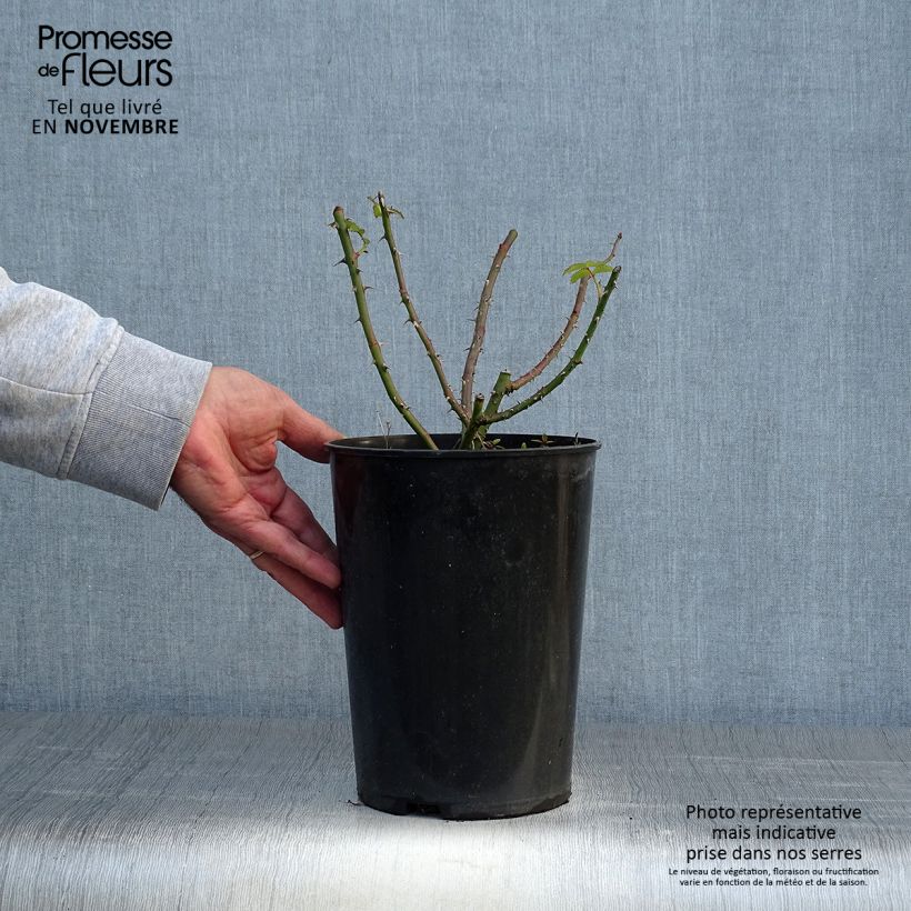 Ejemplar de Rosal Dortmund - Rosal trepador Maceta 4L/5L entregado en otoño