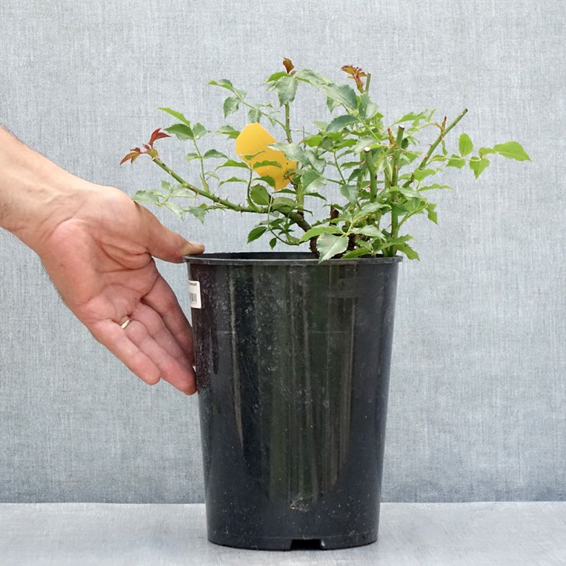 Ejemplar de Rosal Dortmund - Rosal trepador Maceta 4L/5L entregado en verano