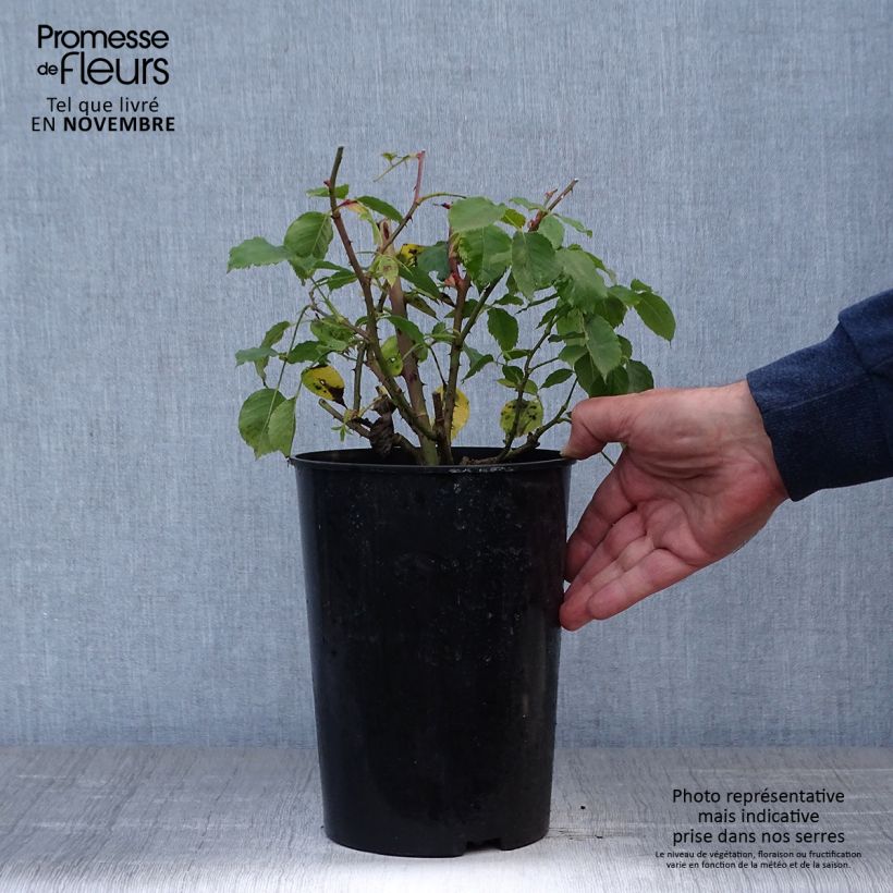 Ejemplar de Rosal Etoile de Hollande - Rosal trepador Maceta 4L/5L entregado en otoño