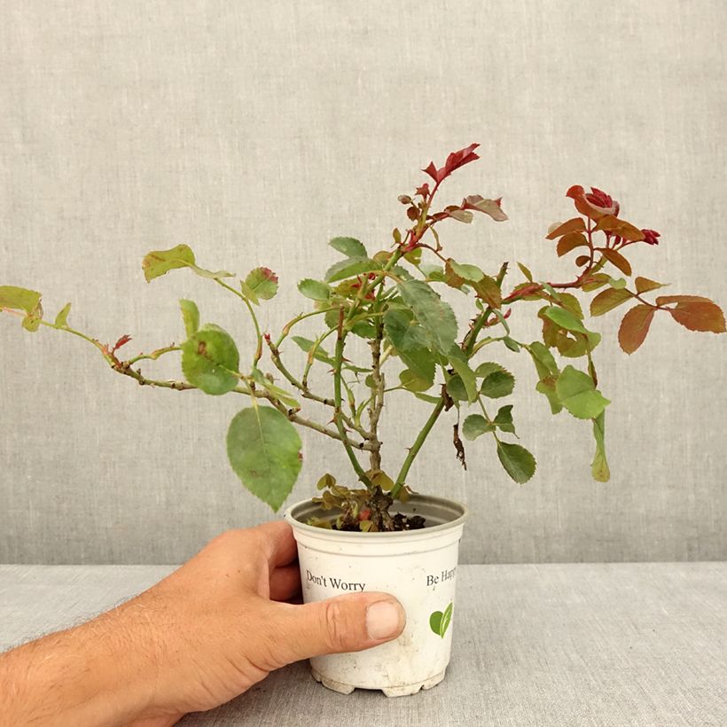 Ejemplar de Rosal Florentina - Rosal trepador Maceta de 10 cm/11 cm entregado en verano