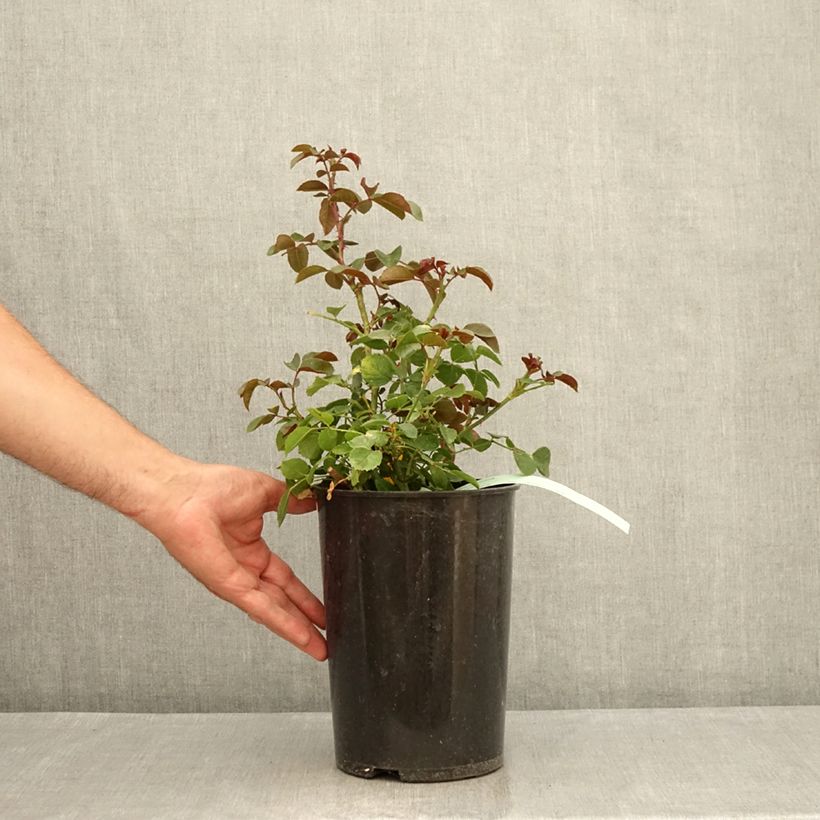 Ejemplar de Rosal Florentina - Rosal trepador Maceta 4L/5L entregado en verano