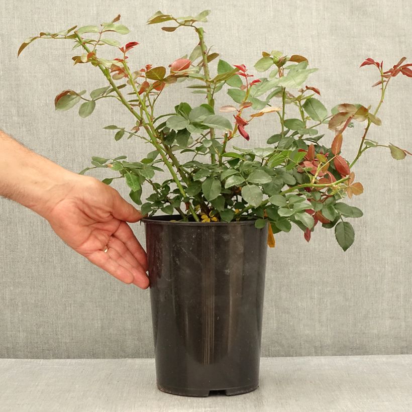 Ejemplar de Rosal Florentina - Rosal trepador Maceta 4L/5L entregado en verano