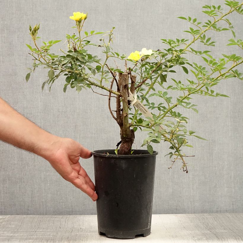 Ejemplar de Rosal Golden Age - Rosal trepador Maceta 4L/5L entregado en verano