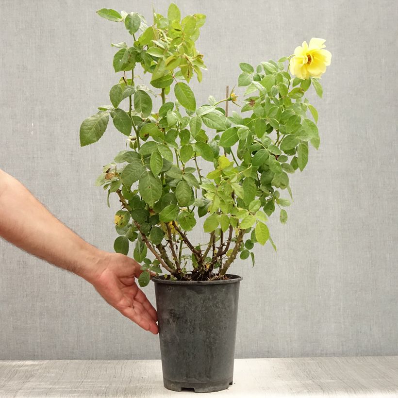 Ejemplar de Rosal Golden Boy - Rosal trepador Maceta 4L/5L entregado en verano