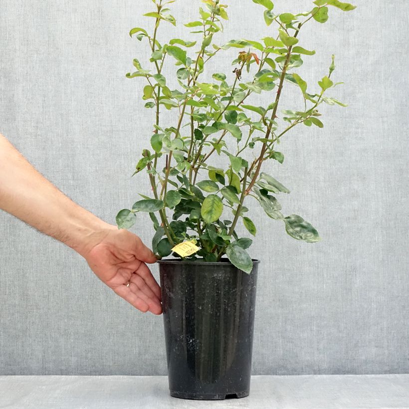 Ejemplar de Rosal Golden Showers - Rosal trepador Maceta 4L/5L entregado en verano