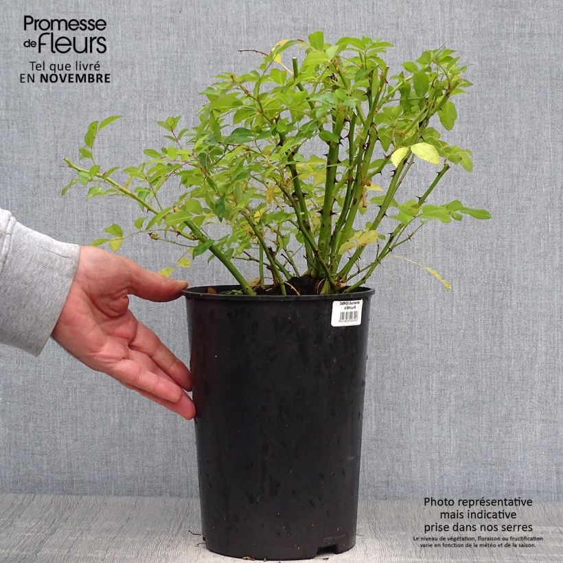 Ejemplar de Rosal Guirlande d'Amour - Rosal trepador Maceta 4L/5L entregado en otoño