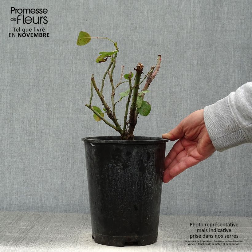 Ejemplar de Rosal Jasmina - Rosal trepador Maceta 4L/5L entregado en otoño