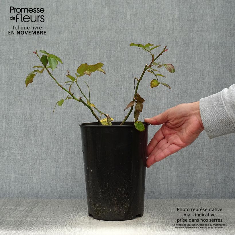 Ejemplar de Rosal Laguna - Rosal trepador Maceta 4L/5L entregado en otoño