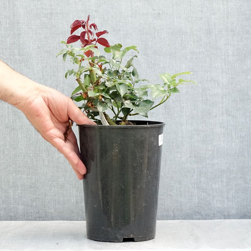 Ejemplar de Rosal Le Grand Huit - Rosal trepador Maceta 4L/5L entregado en verano