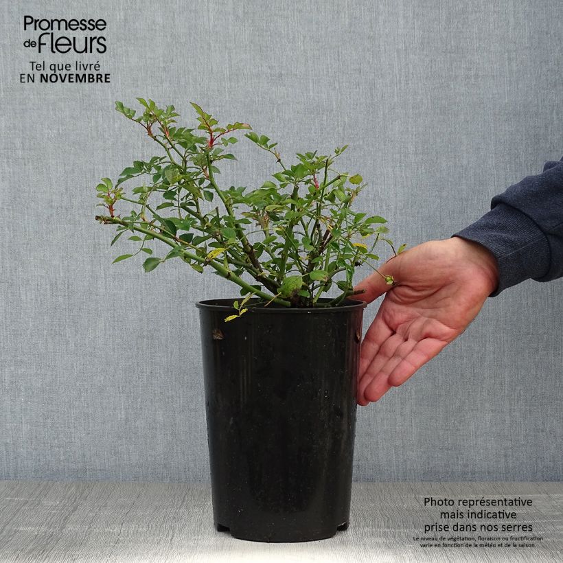 Ejemplar de Rosal Libertas - Rosal trepador Maceta 4L/5L entregado en otoño