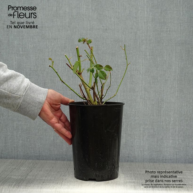 Ejemplar de Rosal Madame Alfred Carrière - Rosal trepador Maceta 4L/5L entregado en otoño