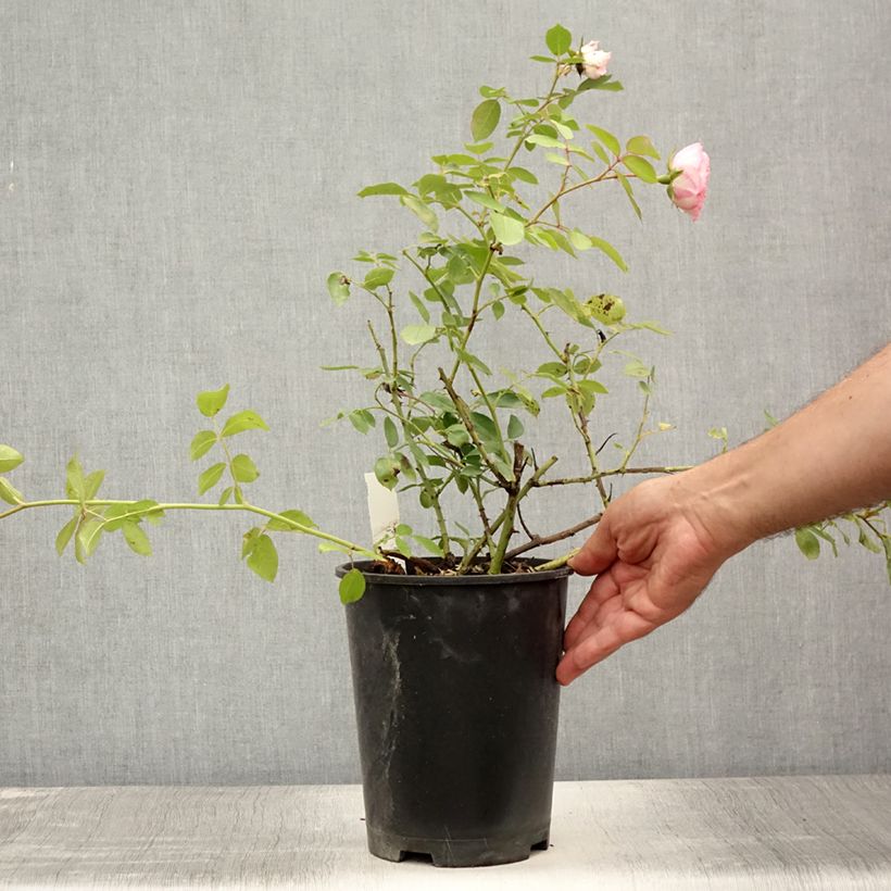 Ejemplar de Rosal Mini Eden Rose - Rosal trepador Maceta 4L/5L entregado en verano