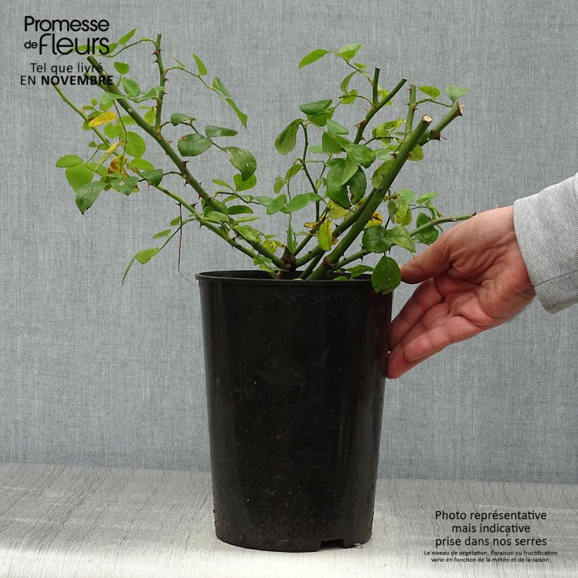 Ejemplar de Rosal New Dawn - Rosal trepador Maceta 4L/5L entregado en otoño