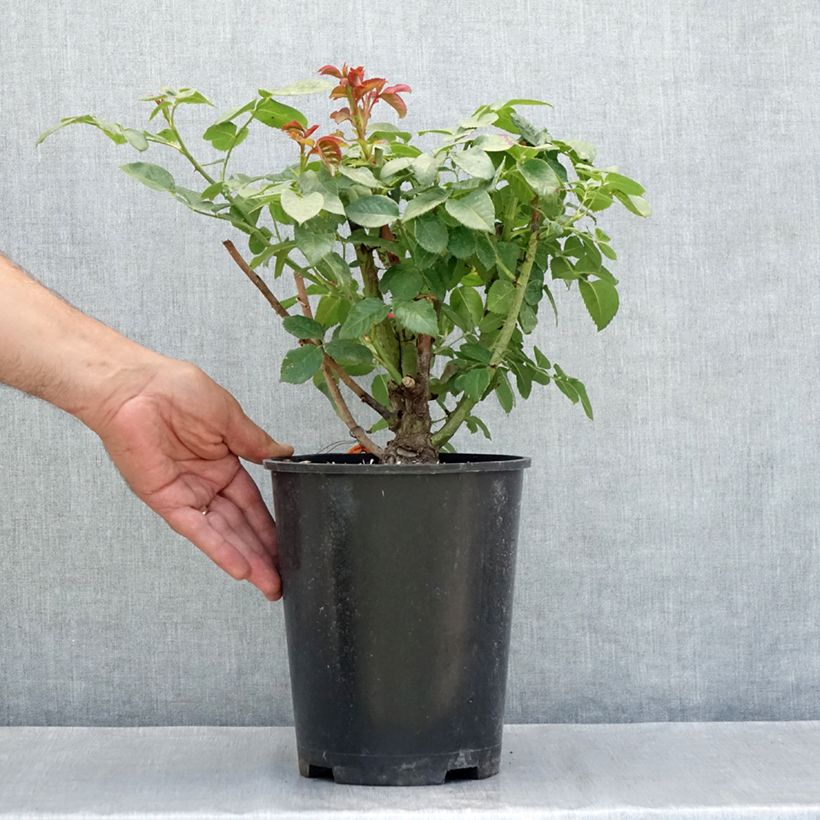 Ejemplar de Rosal Oriental Peace - Rosal trepador Maceta 4L/5L entregado en verano