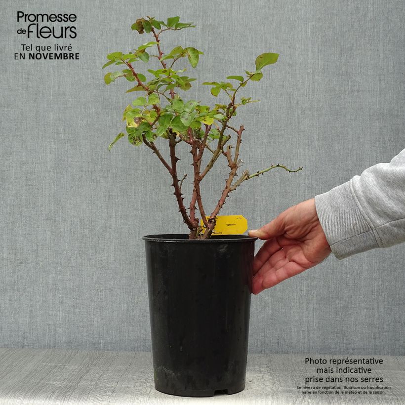 Ejemplar de Rosal Ozeana - Rosal trepador Maceta 4L/5L entregado en otoño