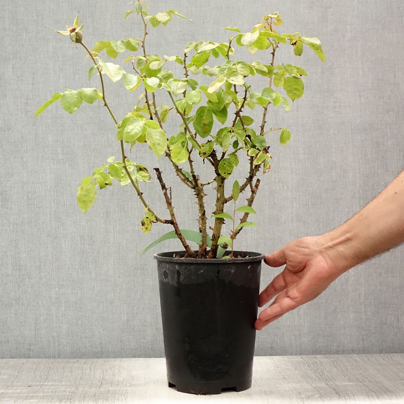 Ejemplar de Rosal Ozeana - Rosal trepador Maceta 4L/5L entregado en verano
