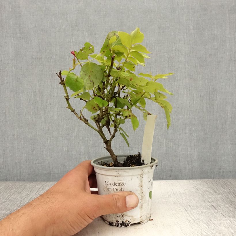 Ejemplar de Rosal Palais Royal - Rosal trepador Maceta de 10 cm/11 cm entregado en verano