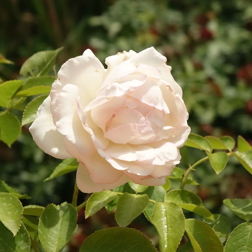 Rosal Palais Royal - Rosal trepador (Floración)