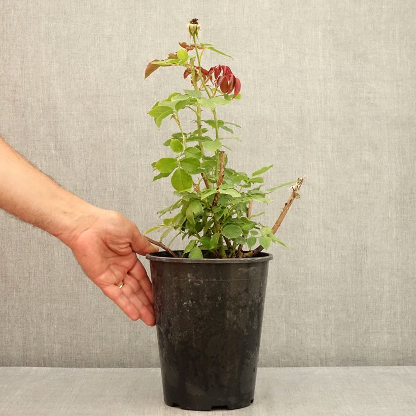 Ejemplar de Rosal Palais Royal - Rosal trepador Maceta 4L/5L entregado en verano