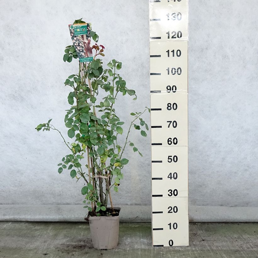Ejemplar de Rosal Papi Delbard - Rosal trepador Maceta 3L/4L entregado en verano