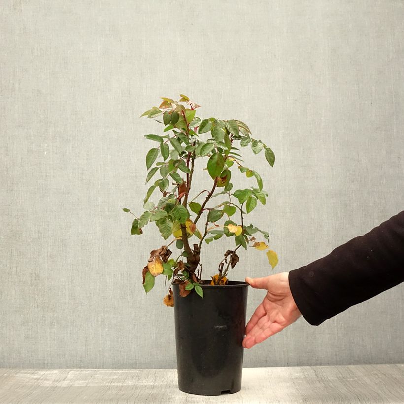 Ejemplar de Rosal Parfuma Kiss me Kate - Rosal trepador Maceta 4L/5L entregado en otoño