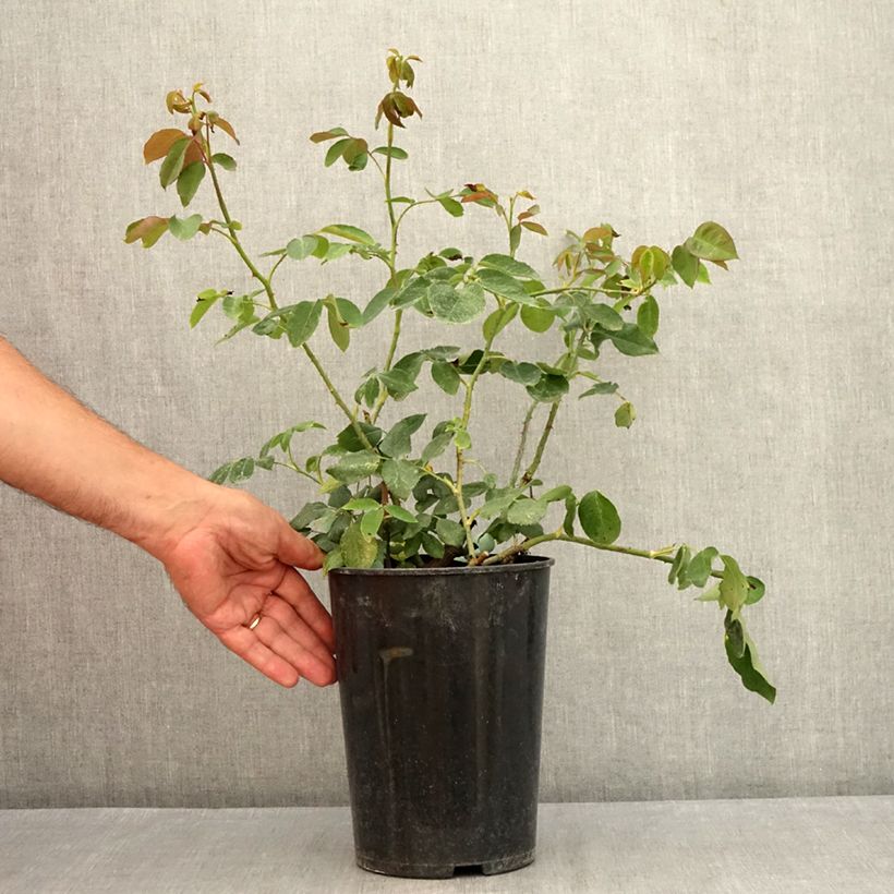 Ejemplar de Rosal Paul's Lemon Pillar - Rosal trepador Maceta 4L/5L entregado en verano