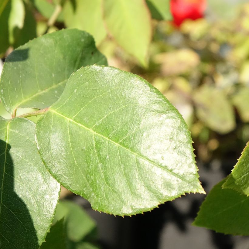 Rosal Paul's Lemon Pillar - Rosal trepador (Follaje)