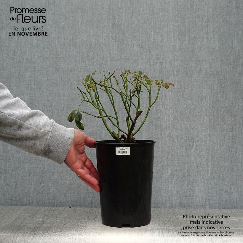 Ejemplar de Rosal Paul's Scarlet Climber - Rosal trepador Maceta 4L/5L entregado en otoño