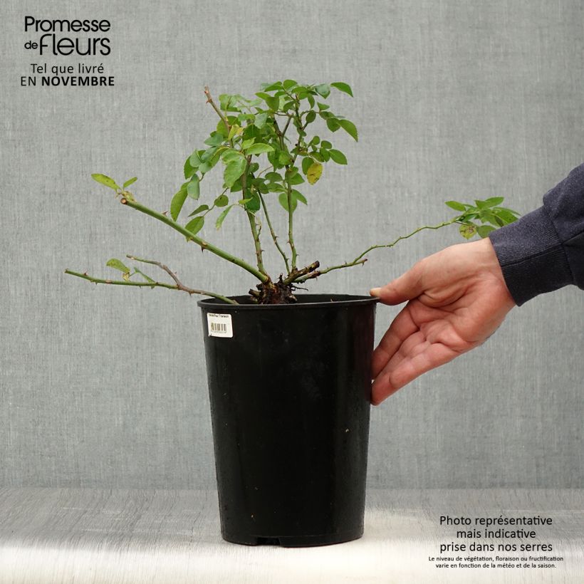 Ejemplar de Rosal Paul Transon - Rosal trepador Maceta 4L/5L entregado en otoño