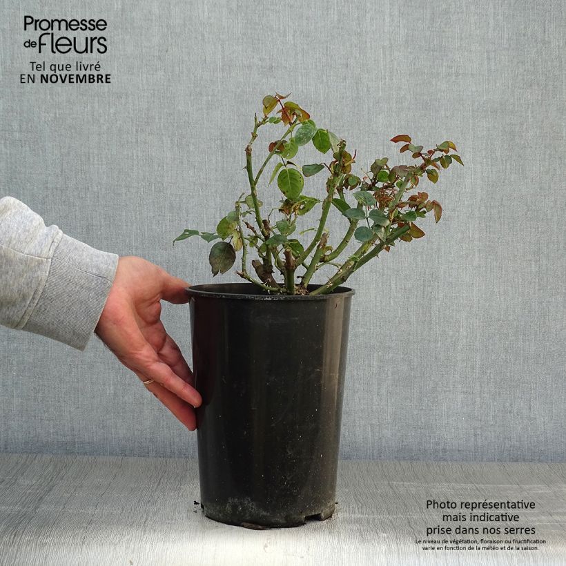 Ejemplar de Rosal Penny Lane - Rosal trepador Maceta 4L/5L entregado en otoño