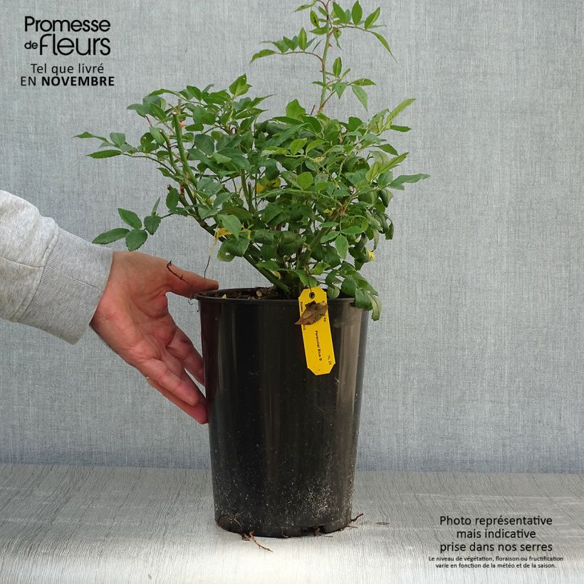 Ejemplar de Rosal Perennial Blue - Rosal trepador Maceta 4L/5L entregado en otoño