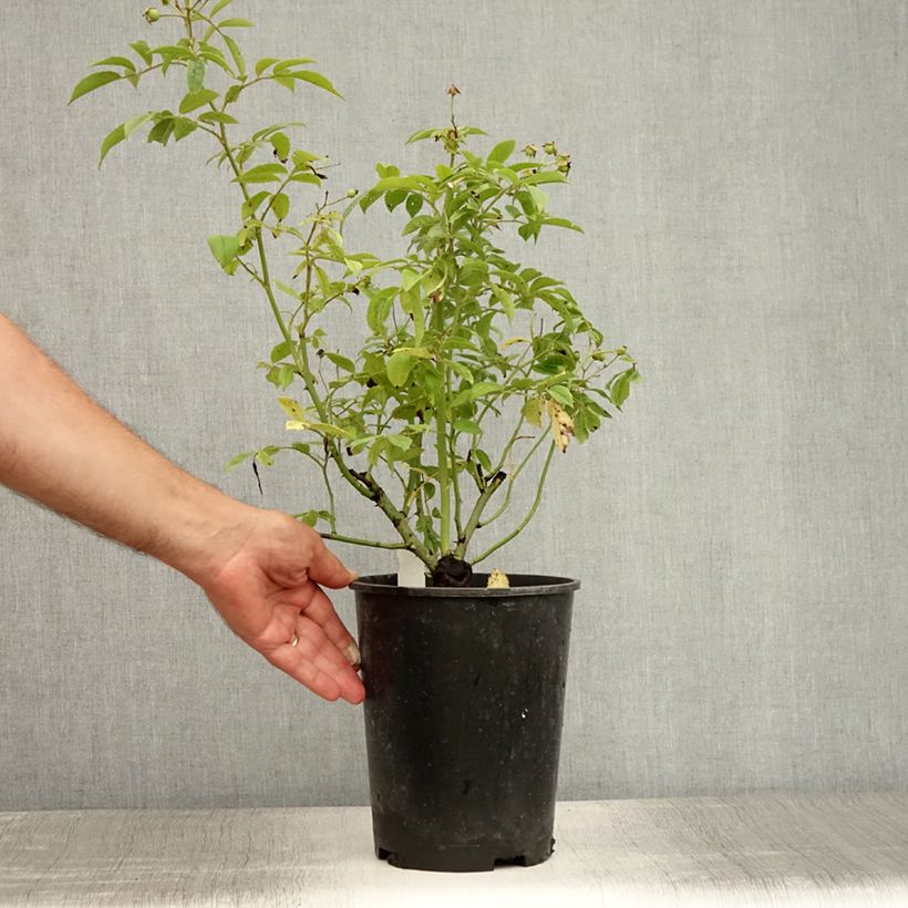 Ejemplar de Rosal Perennial Blue - Rosal trepador Maceta 4L/5L entregado en verano