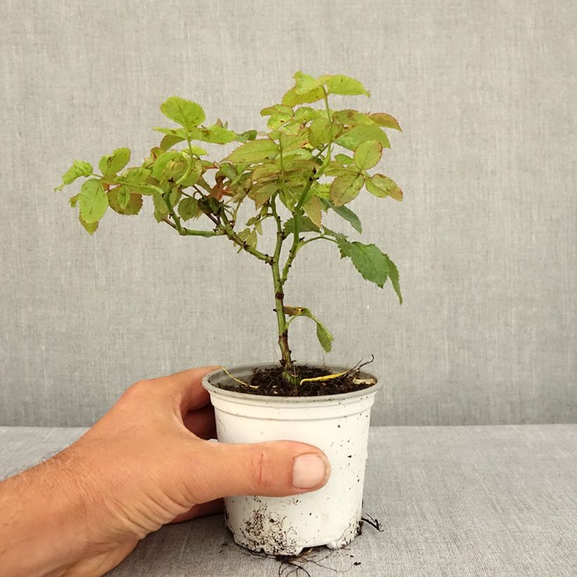 Ejemplar de Rosal Pierre de Ronsard - Rosal trepador Maceta de 10 cm/11 cm entregado en verano