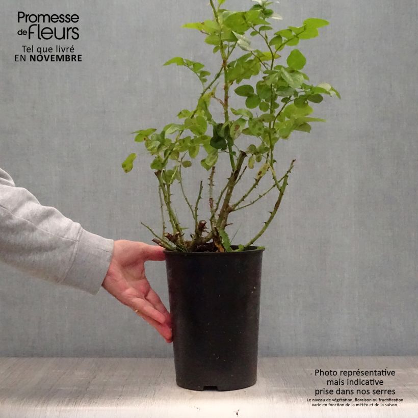 Ejemplar de Rosal Polka - Rosal trepador Maceta 4L/5L entregado en otoño