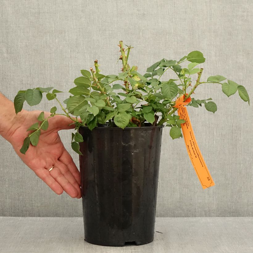Ejemplar de Rosal Polka - Rosal trepador Maceta 4L/5L entregado en verano