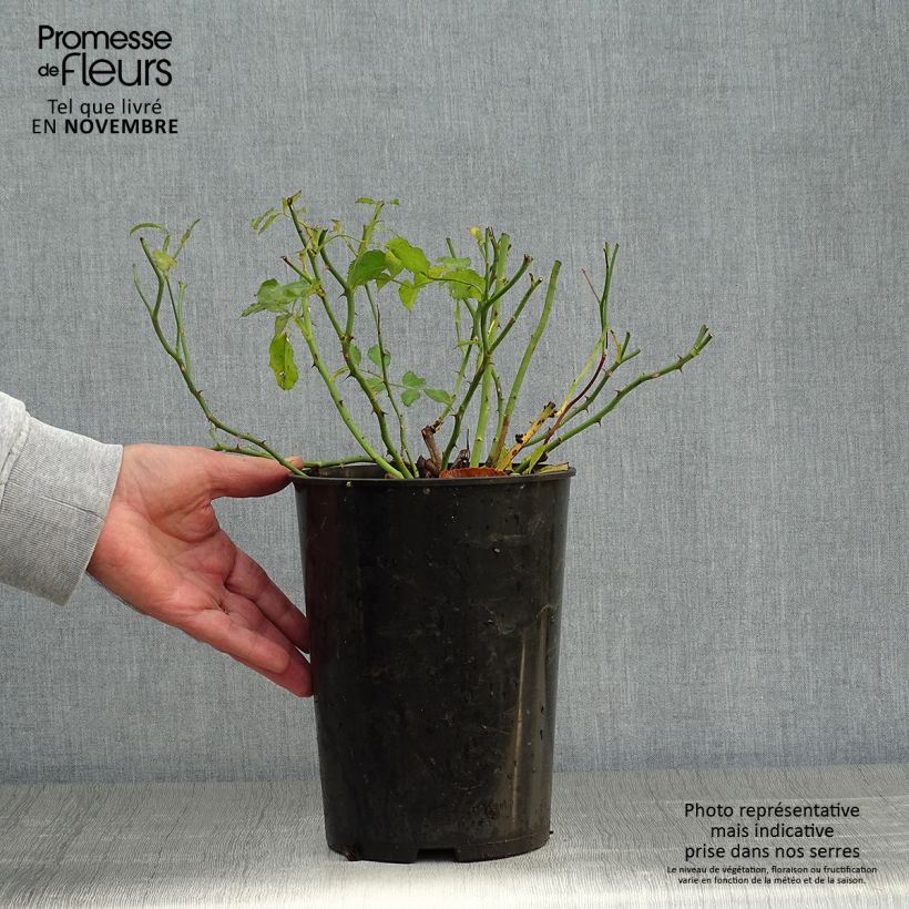 Ejemplar de Rosal Rambling Rosie - Rosal trepador Maceta 4L/5L entregado en otoño
